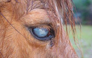 cloudy-eye-in-horses