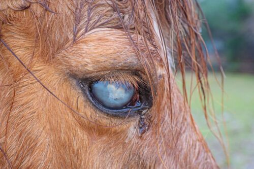 cloudy-eye-in-horses