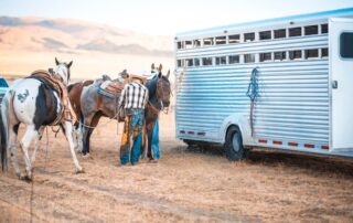 complete-guide-to-buying-a-horse-trailer