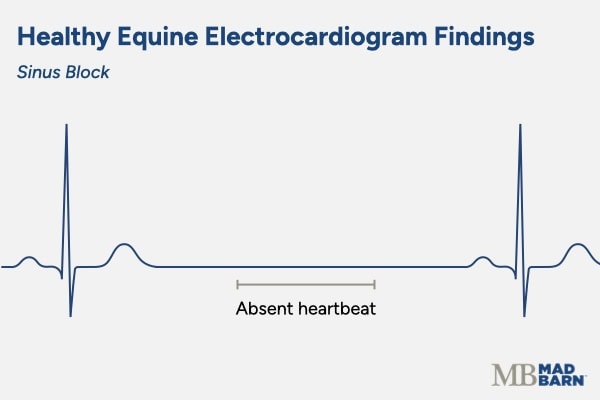 equine ecg graph showing sinus block