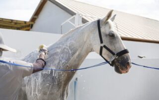 guide-to-horse-shampoo