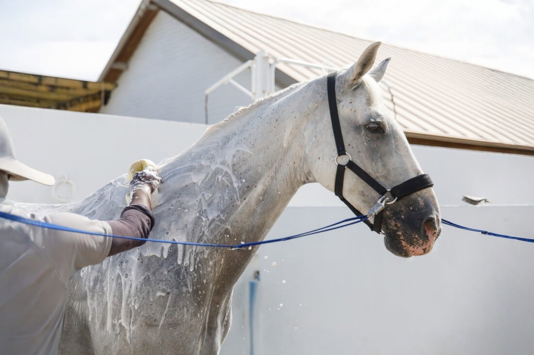 Guide to Horse Shampoos: Best Types of Products, Ingredients & Safety Tips