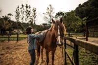 Riding Green Horses: Preparation, Precautions & Best Practices