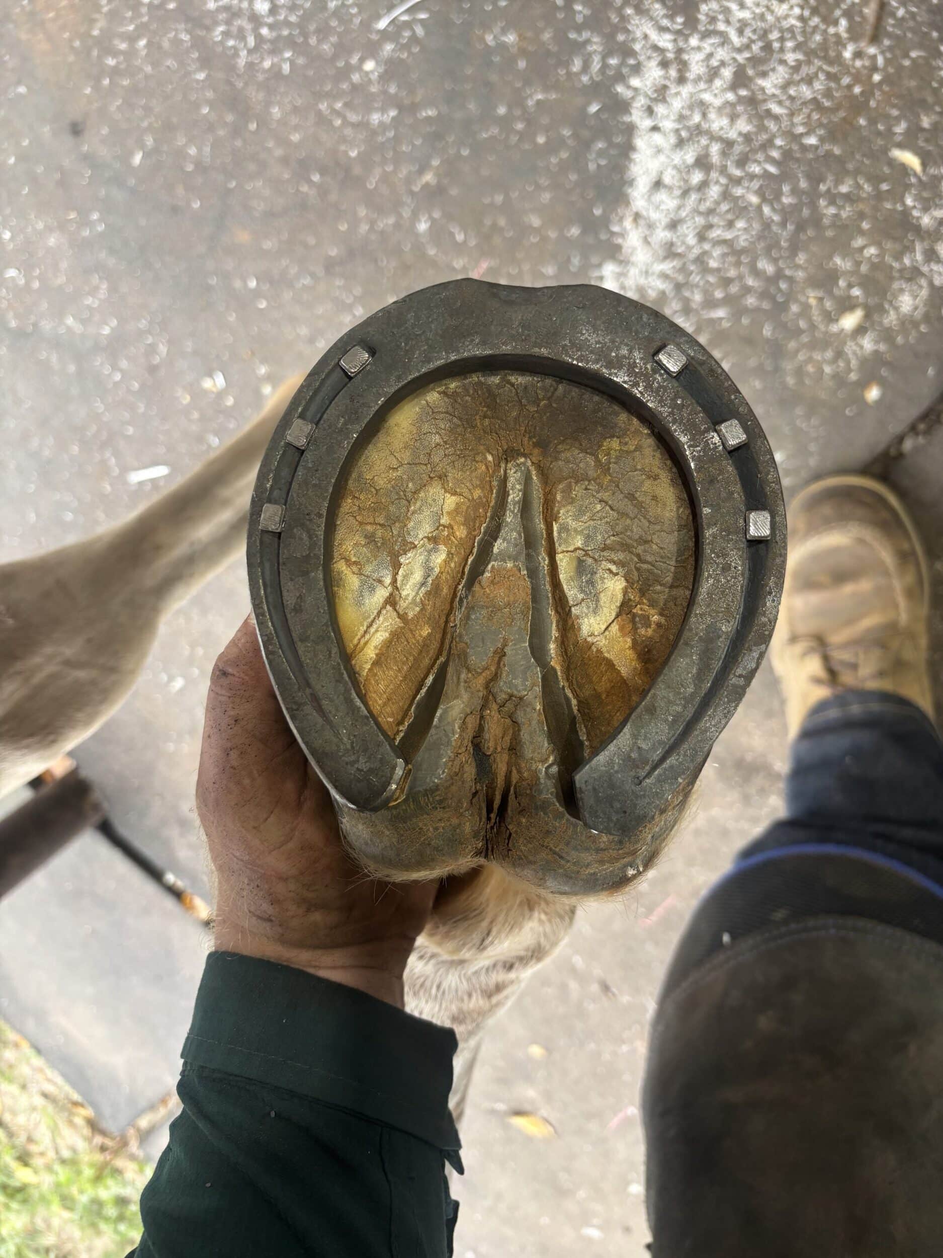 Noah Babcock - Farrier