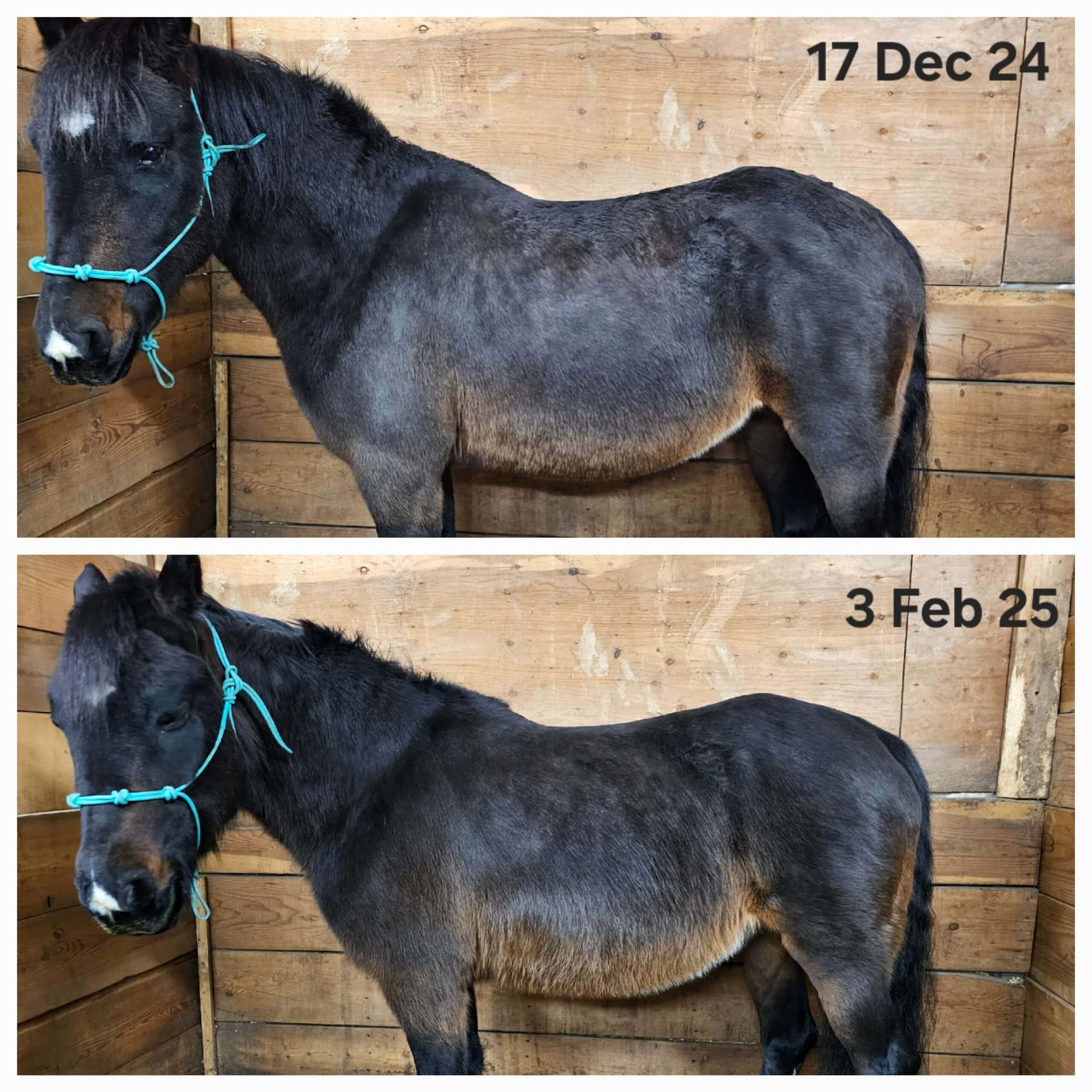 kelta progress, feb 2025