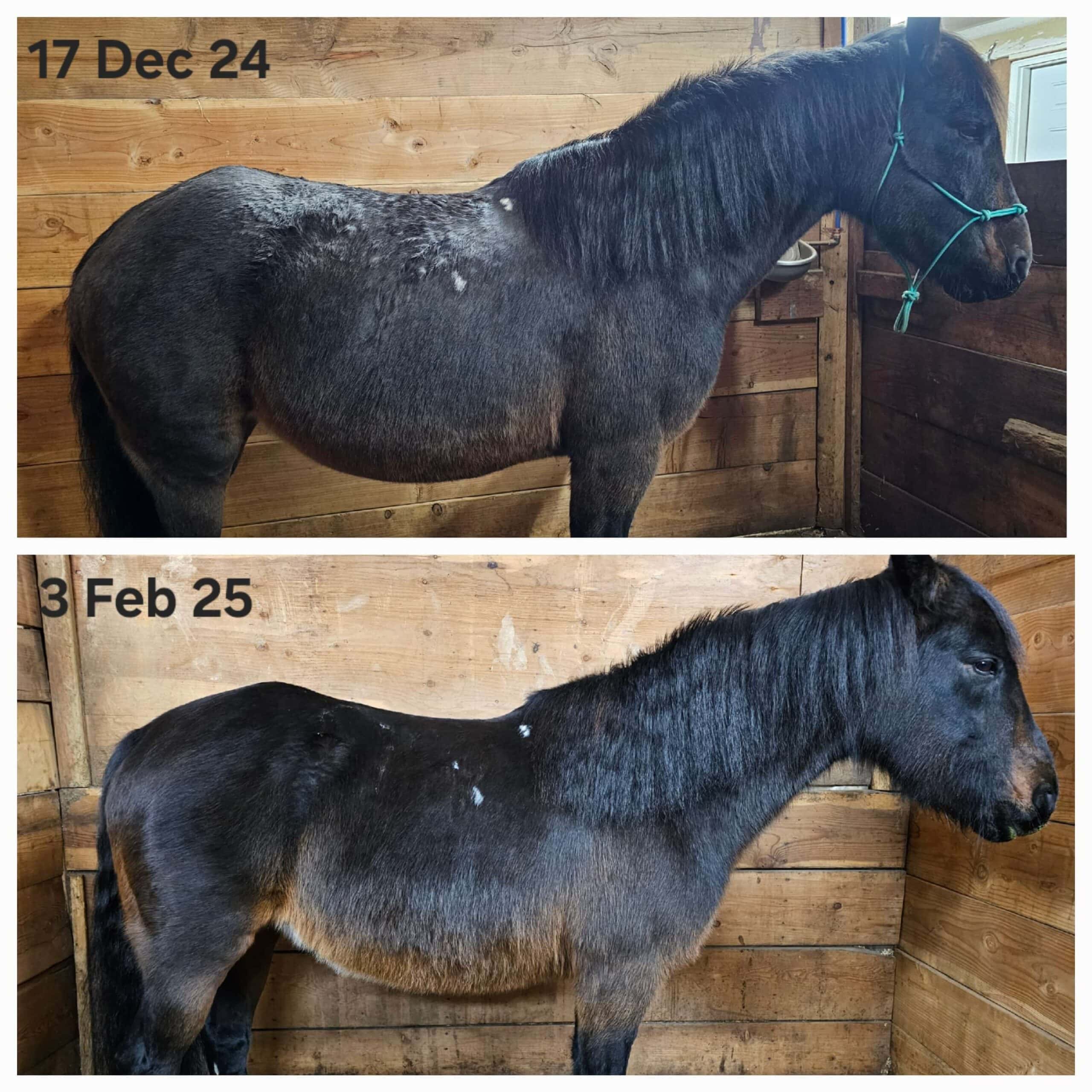 kelta progress, feb 2025