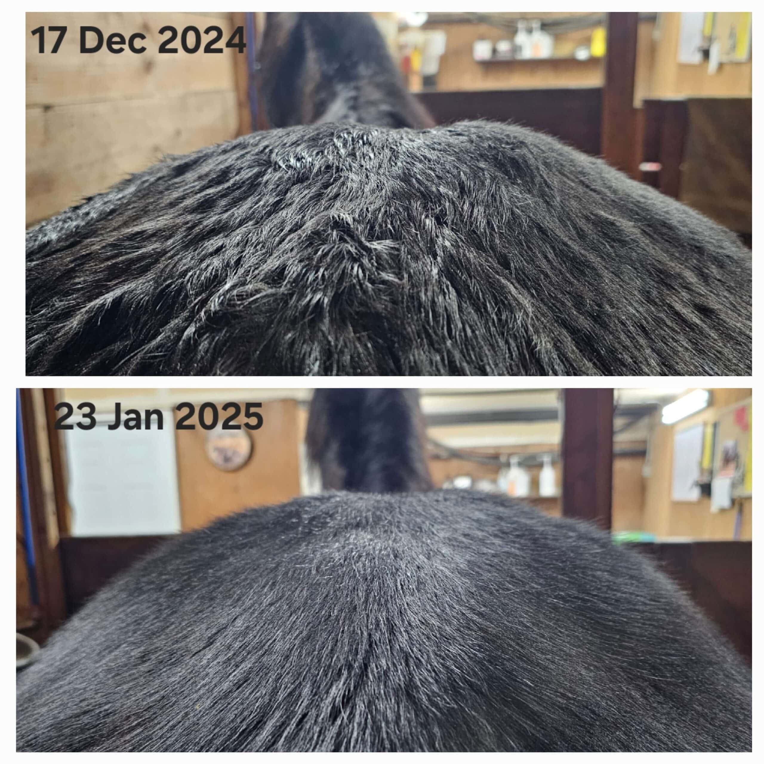 kelta progress, Jan 2025