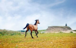 managing-spooky-horses