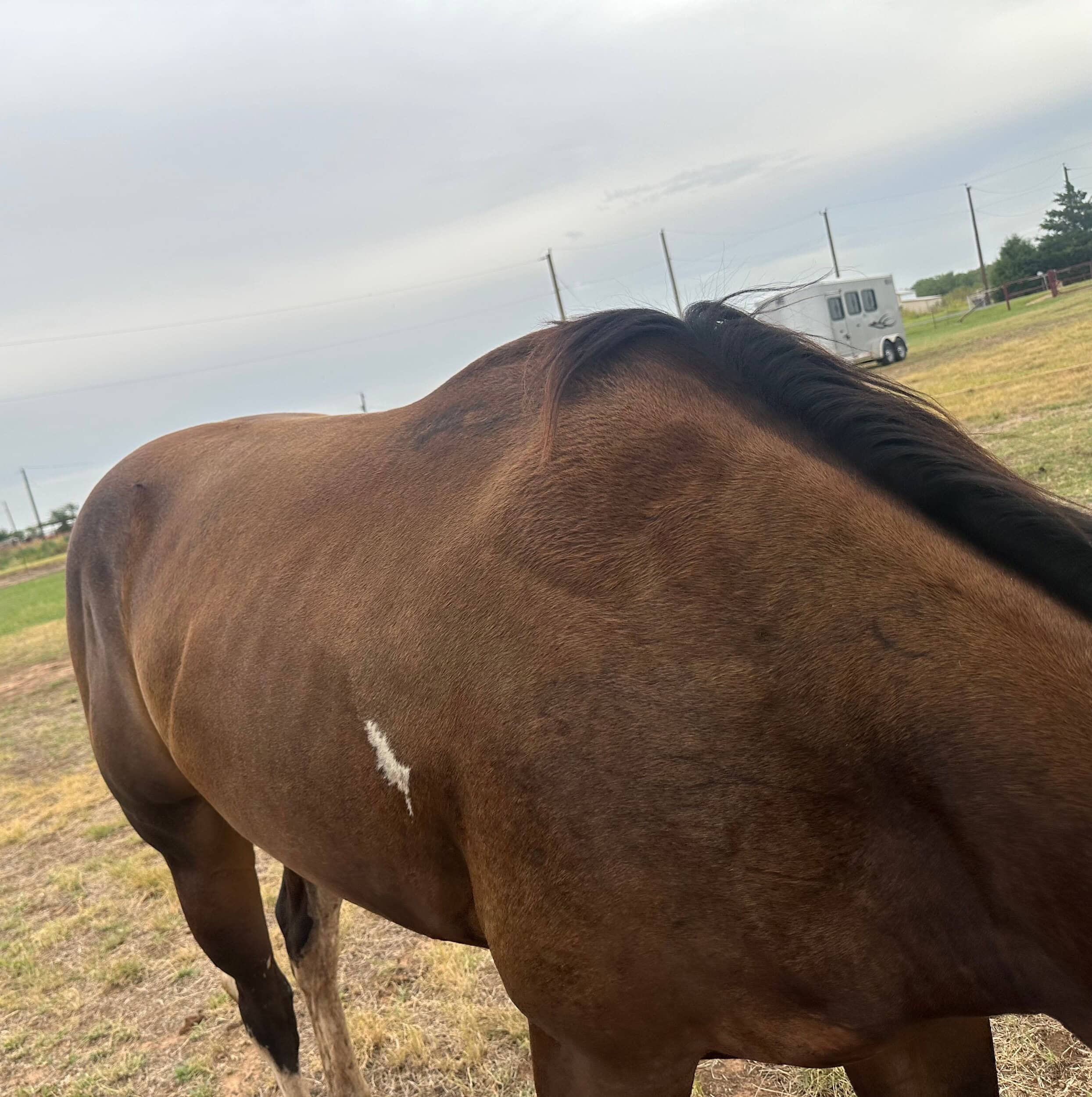 Horse featured in Stacey's Omneity review