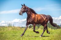 Swollen Sheath in Horses: Risk Factors, Treatment & Prevention