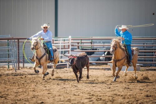 team-roping-discipline-guide
