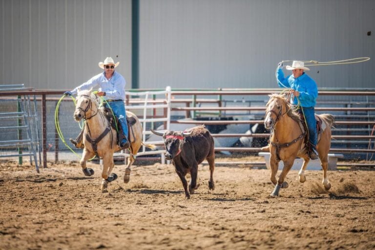team-roping-discipline-guide