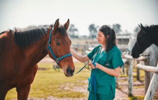 viral-infection-diagnosis-in-horses