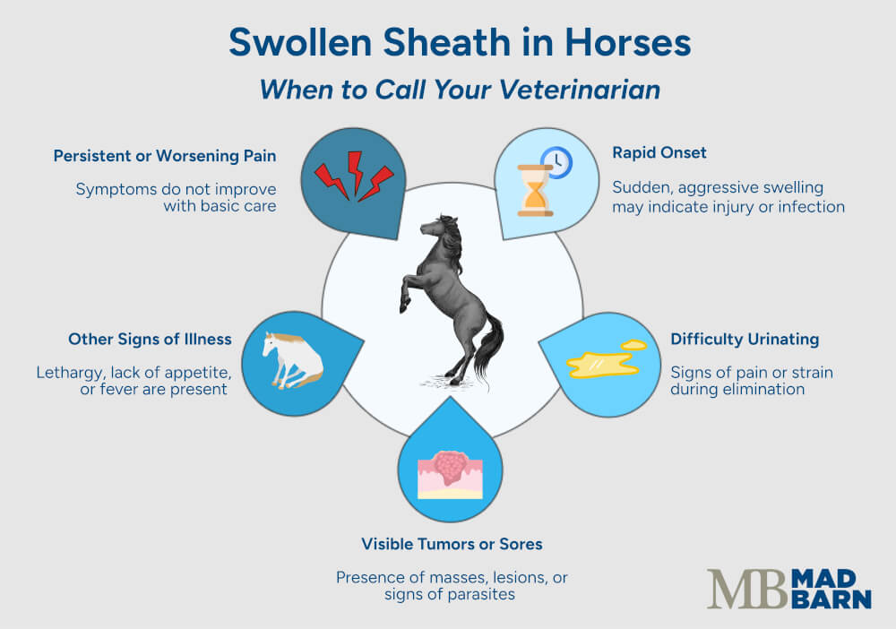 image describing when to call a veterinarian for swollen sheath in horses