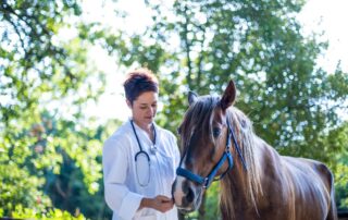 abdominal-ultrasound-in-equine-medicine