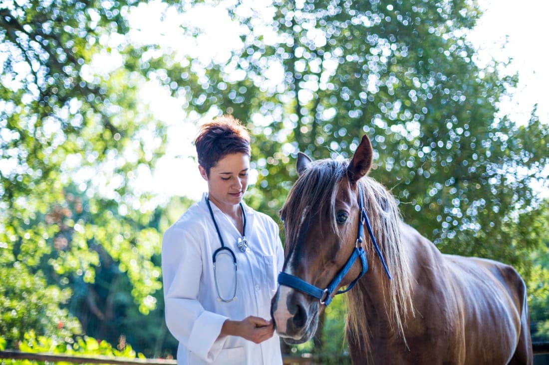 Abdominal Ultrasound for Horses: A Veterinarian’s Guide to Gastrointestinal Imaging