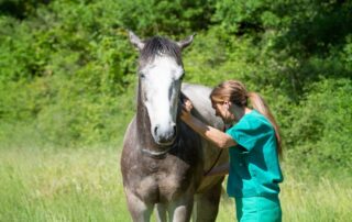 abdominocentesis-for-horses