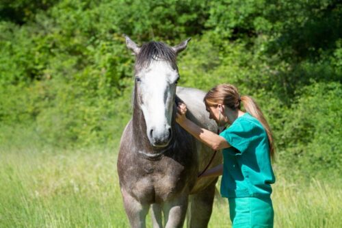 abdominocentesis-for-horses