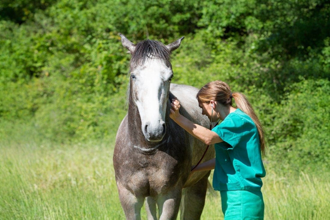 Abdominocentesis (Belly Tap) for Horses: A Veterinarian’s Guide to Abdominal Fluid Sampling Tests