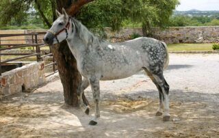 azteca-horse-breed-profile