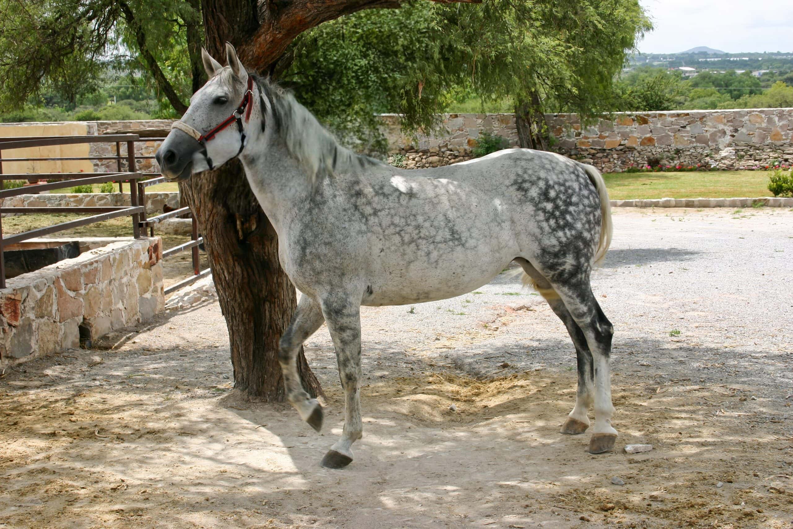 Azteca Horse Breed Guide: Characteristics, Health & Nutrition