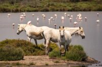 Camargue Horse Breed Guide: Characteristics, Health & Nutrition