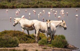 camarague-horse-breed-guide