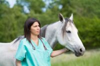 Diagnosing Equine Bacterial Infection: A Veterinarian’s Guide to Bacterial Identification & Sensitivity