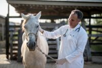 Echocardiography in Horses: A Veterinarian’s Guide to Equine Heart Imaging