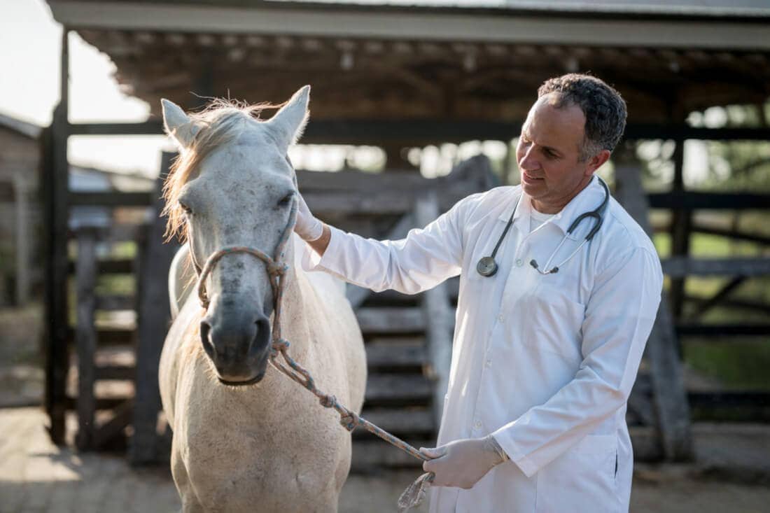 Echocardiography in Horses: A Veterinarian’s Guide to Equine Heart Imaging