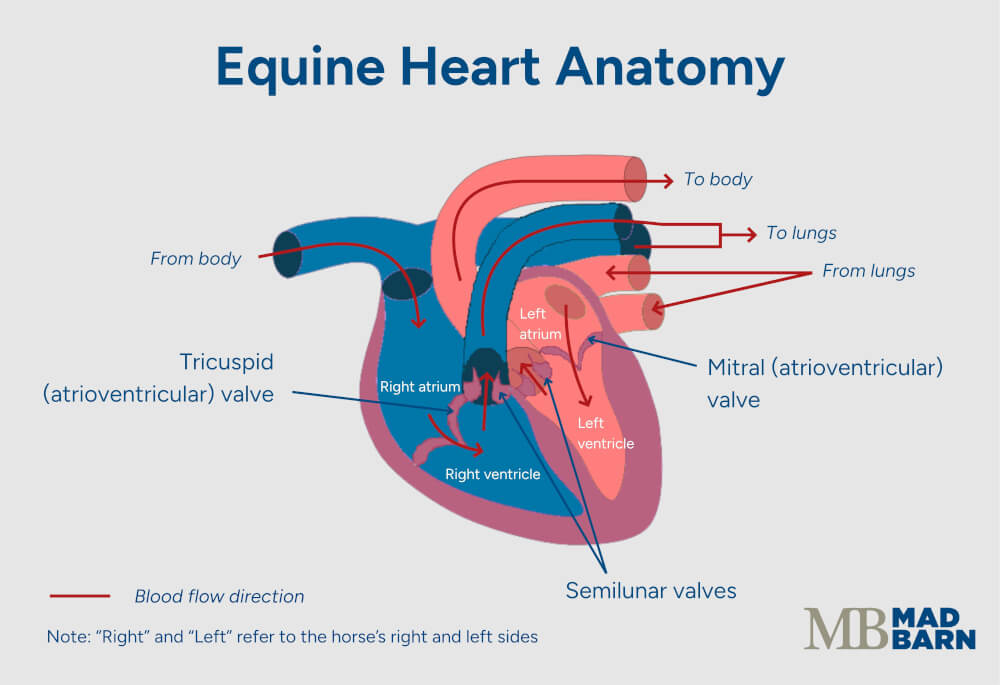 diagram of horse heart anatomy and blood flow pattern
