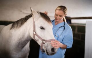 eye-prolapse-in-horses