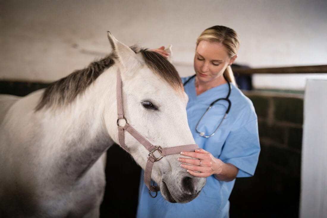 Eye Prolapse (Proptosis) in Horses: Risk Factors, Treatment & Prognosis