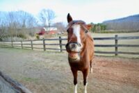 What is the Flehmen Response in Horses? Understanding Equine Lip Curling