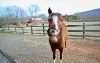flehmen-response-in-horses_-min