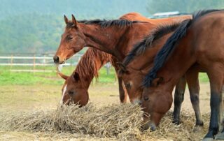 food-aggression-in-horses