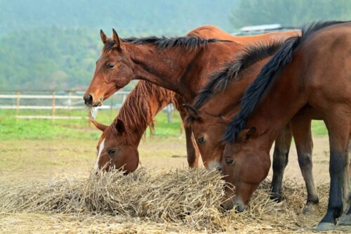food-aggression-in-horses