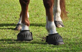 guide-to-bell-boots-for-horses