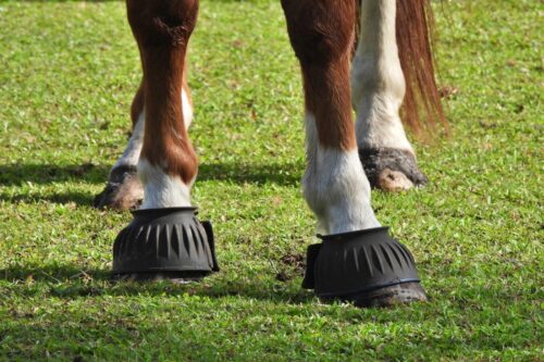 guide-to-bell-boots-for-horses