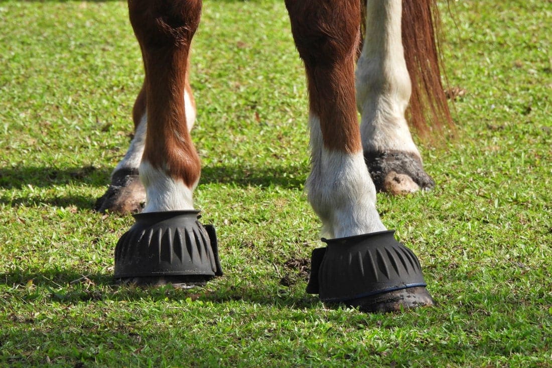 Bell Boots for Horses: Complete Guide to Types, Uses & Fitting