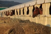 Portable Horse Stalls: Guide to Types, Uses & Maintenance