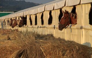guide-to-portable-horse-stalls