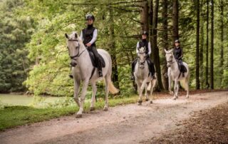 guide-to-steering-a-horse