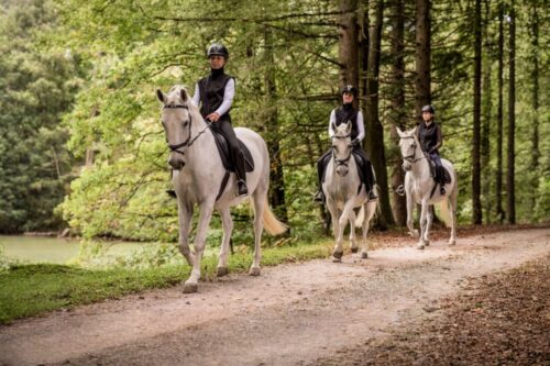 guide-to-steering-a-horse