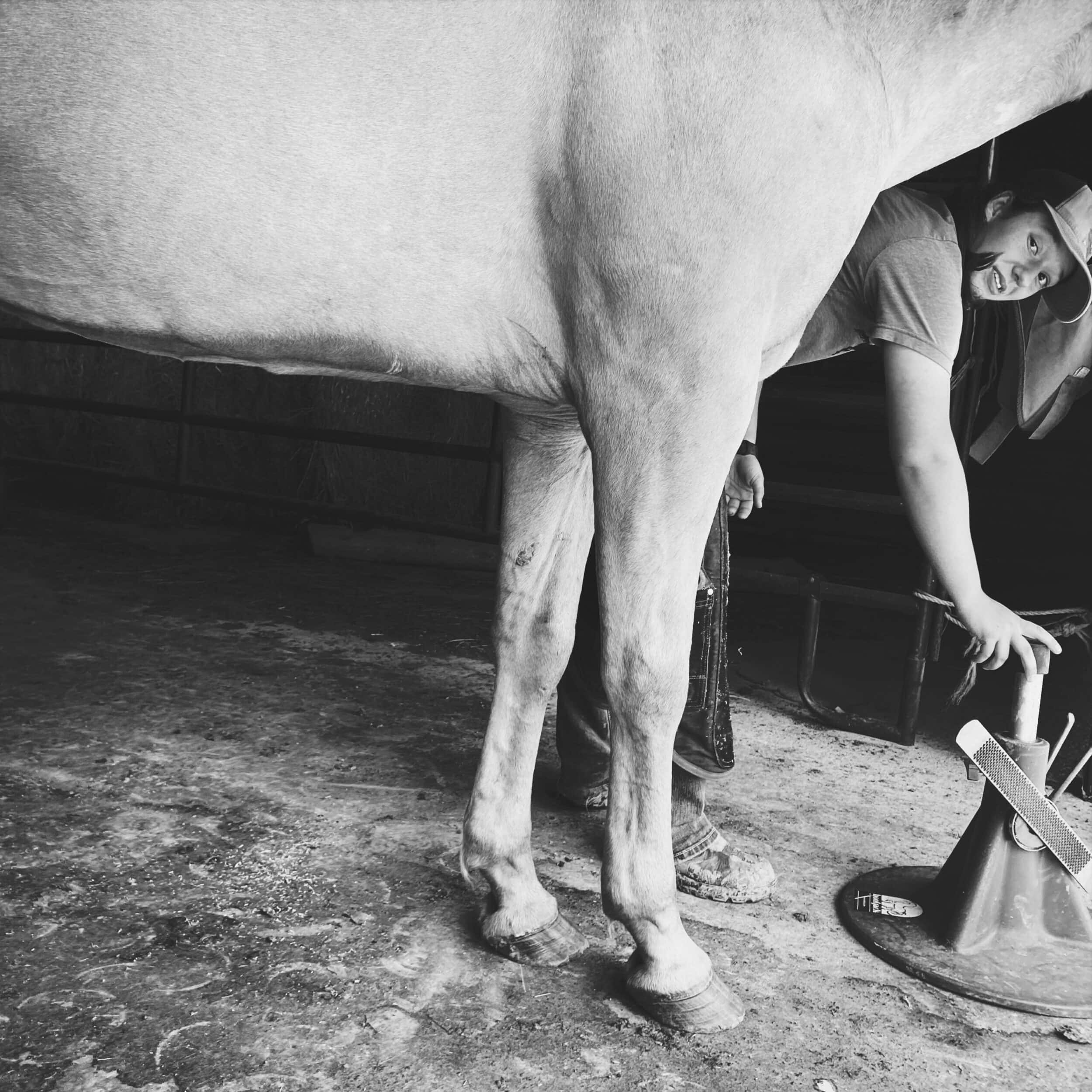 Wyn Echo Nikitin - Farrier