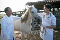 Dislocated Eye Lens (Luxated Lens) in Horses: Risk Factors, Treatment & Prognosis