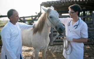lens-luxation-in-horses
