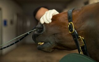 nasogastric-intubation-for-horses
