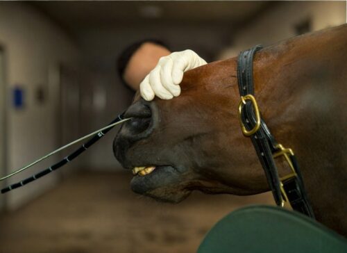 nasogastric-intubation-for-horses