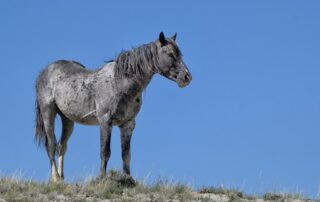 nokota-horse-breed-guide